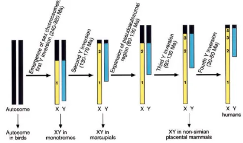 Figure  1 – Progressive X-Y differentiation, leading to loss in recombination from stratum 1 to strata 2, 3 and 4, four  inversions  are  postulated