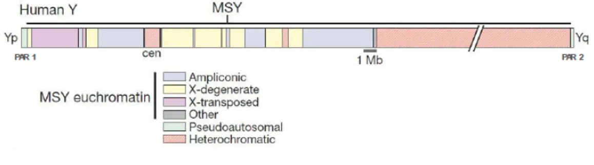 Figure 2 – Y chromosome structure. The Y chromosome is divided into a short (Yp) and a long arm (Yq),  divided by a centromeric region (cen)