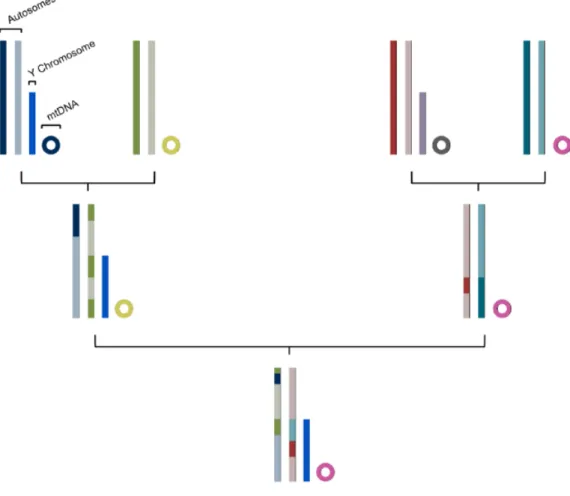 Figure  3  –  Inheritance  patterns  of  autosomes,  Y  chromosome  and  mtDNA.  The  mtDNA  and  MSY  pass  through  generations escaping meiotic recombination, being transmitted as a haploid single block