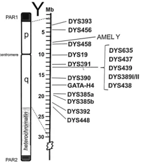 Figure 4 – Relative position of the 17 Y-STR loci commonly used in Y Chromosome testing, such as the commercial  AmpFℓSTR ®  Yfiler ®  PCR Amplification Kit (Applied Biosystems)
