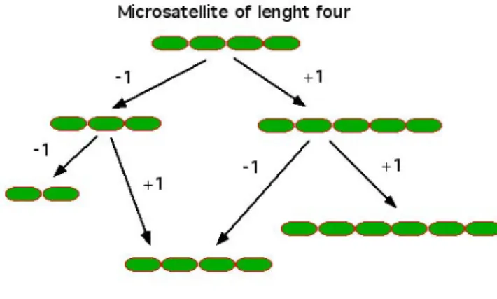 Figure  5  –  Stepwise  Mutation  Model  (SMM).  A  microsatellite,  by  the  means  of  one  step  mutations,  changes  the  number of repetitions, either by +1 or -1, depending on the pathway