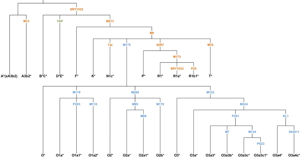 Figure  8  –  Phylogenetic  tree  of  the  Y  chromosome  haplogroups  studied.  Biallelic  markers  are  displayed  in  each  branch,  where  the  colors  correspond  to  the  different  multiplexes  used  (blue  –  multiplex O and orange – multiplex 1), 