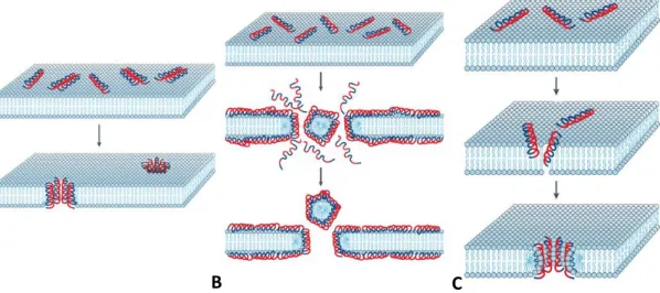 Figura 3. Modelo de atuação dos peptídeos na membrana plasmática. (A) Barrel-stave, (B) Carpet-like,  (C) Toroid-pore