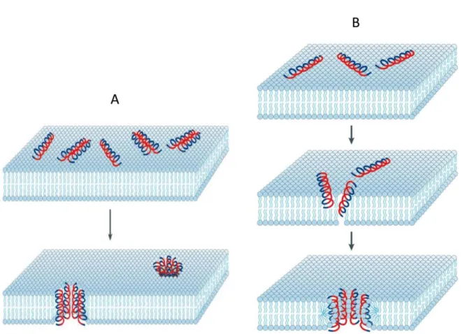 Figura  4.  Representação  esquemática  do  modelo  barrel-stave  (A).  Os  peptídeos  ligam-se  à  membrana de modo que as regiões hidrofóbicas dos peptídeos (em azul) interagem com a região do  núcleo  lipídico  e  as  regiões  hidrofílicas  (em  vermelh