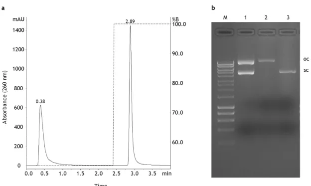 Figure 4 – Analysis of pDNA using the analytical method based on anion-exchange chromatography