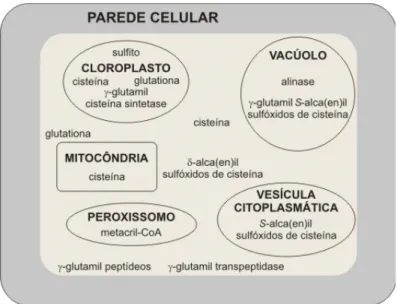 Figura 2 - Posição subcelular dos intermediários e  precursores das substâncias responsáveis pelo aroma e  sabor característico nos Alliums