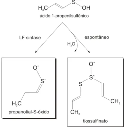 Figura 4 - Transformação do ácido 1-propenilsulfênico em  propanotial-S-óxido e tiossulfinato