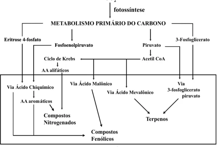 Figura 5 - Visão simplificada das principais vias de biossíntese de compostos secundários e suas  inter-relações com o metabolismo primário