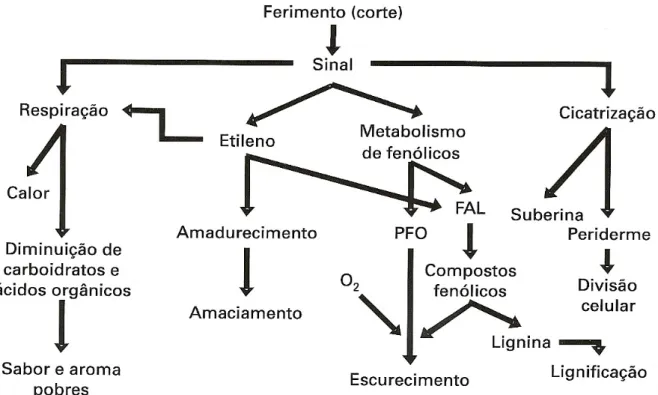 Figura 9 - Inter-relação entre os efeitos fisiológicos dos ferimentos causados aos tecidos em frutas e  hortaliças minimamente processadas