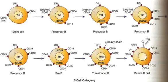 Ilustração 2: Ontogenia das células B (12) 