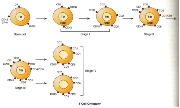 Ilustração 3: Ontogenia das células T (12)