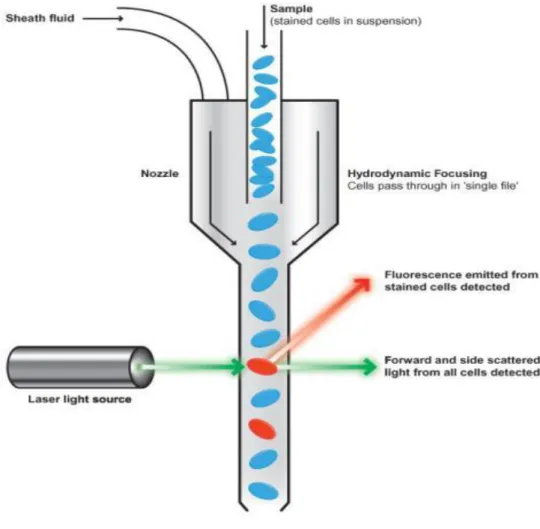 Ilustração 5: esquema do funcionamento de um citómetro de fluxo
