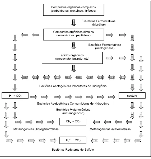 Figura 2.1 – Fluxograma da acção dos grupos de bactérias na digestão anaeróbia da matéria  orgânica (Chernicaro,1997)