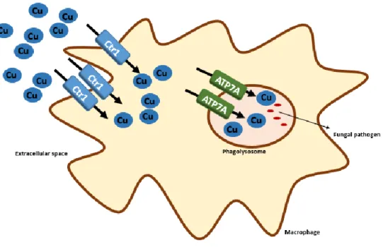 Figure 1.1 – Copper role in pathogen killing by macrophages. Activated macrophages exploit copper toxic  properties  to  promote  pathogen  killing  by  concentrating  copper  (Cu)  inside  the  phagolysosome
