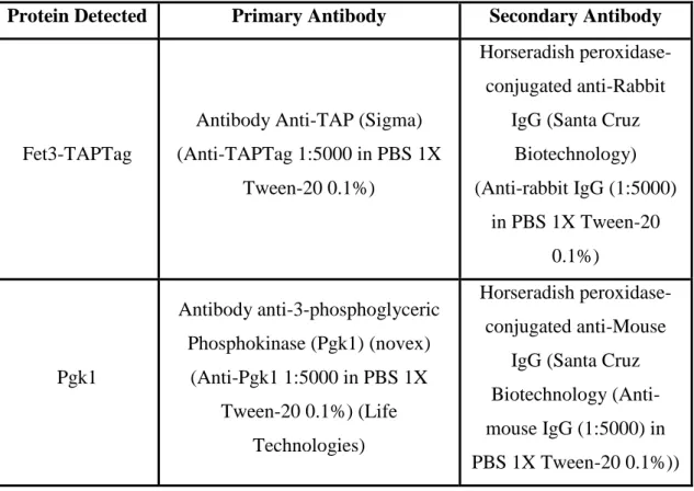 Table 2 - Antibodies used in this study 