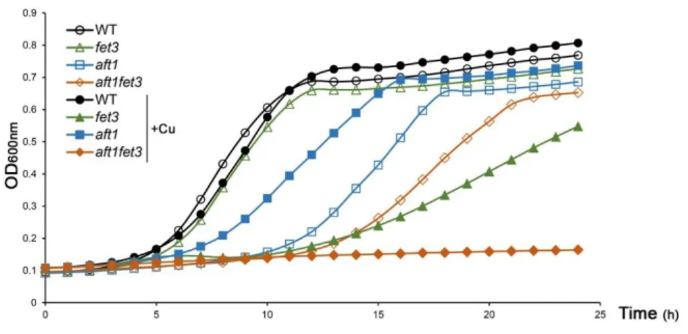 Figure 3.1 - Under copper overload, Aft1 is not the major regulator of FET3 gene. A:Growth exhibited  by  the  WT,  aft1,  fet3  and  aft1fet3  strains  in  SC  media  was  recorded  over  a  period  of  24  h