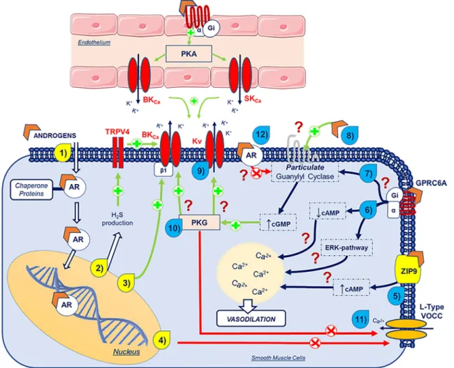 Fig. 2 Schematic representation of the overlap vasodilator genomic and non-genomic mechanisms of androgens