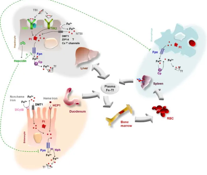 Figure 1. Overview of Iron Metabolism. Cp,  Cerulopalsmin;  DCytB,  duodenal  cytochrome  b;  