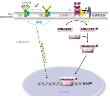 Figure 2. Hepcidin signalling through HFE and Hemojuvelin (HJV). 