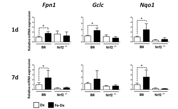 Figure 10. Expression of Nrf2 target genes in the liver of mice treated with iron dextran