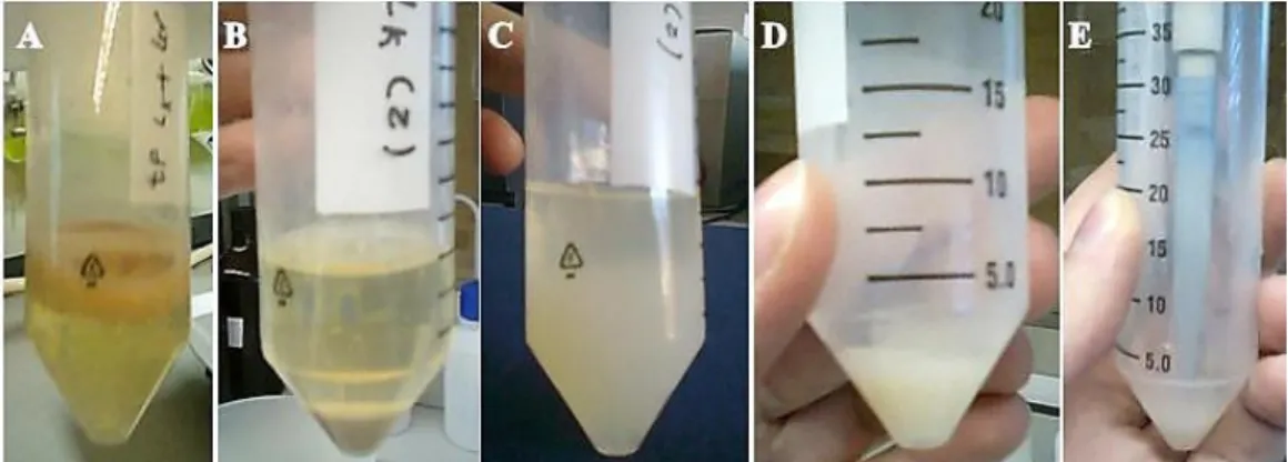 Figure  3.3  –  Process  of  extraction.  A  –  After  heating;  B  –  First  step  of  centrifugation  after  heating;  C  –  Precipitation  with  ethanol;  D  –  Pellet  after  second  centrifugation;  E  –  Ressuspending the pellet in distilled water