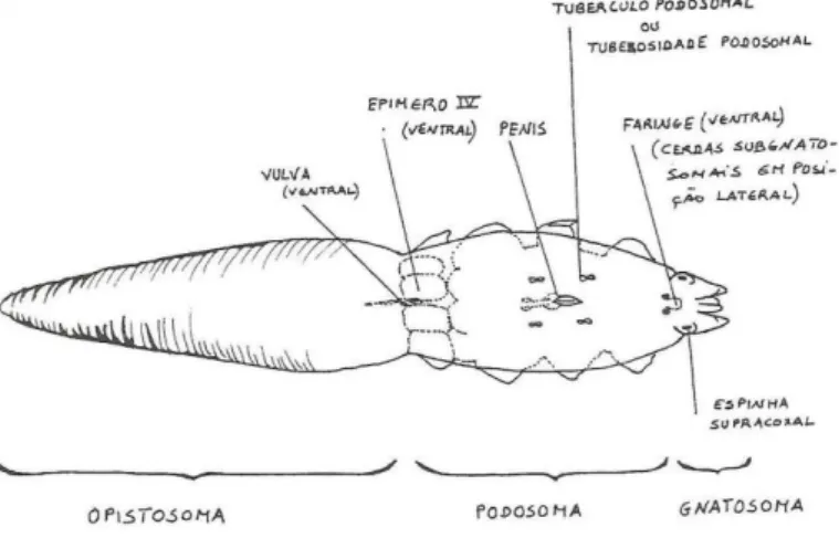 Figura 1 - Representação esquemática da morfologia de Demodex canis (Adaptado de Meireles, 1984) 