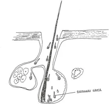 Figura 2 - Localização esquemática de ácaros  Demodex canis no folículo piloso e glândulas sebáceas  (Adaptado de Meireles, 1984) 