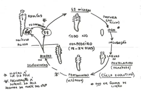 Figura 3 - Representação esquemática do ciclo biológico de Demodex canis (Adaptado de Fazendeiro,  1998) 