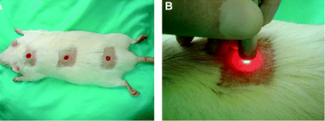 FIG.  1.   Experimental  procedures.  (A)  Wounds  created  with  a  1-mm  depth  and  1-cm  diameter
