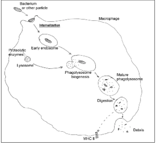 Figure 2. Simplified diagram of phagocytosis. 