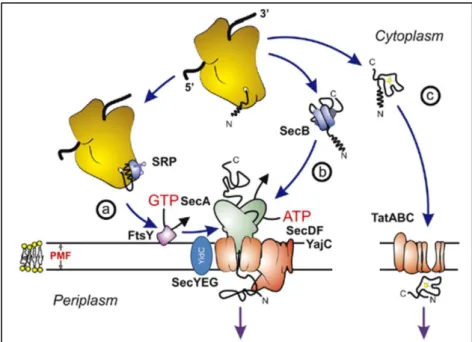 Fig.  1 – Schematic overview of the  E.  coli Sec,  Tat  and  YidC pathways. (a)  Co-translational  and  (b)  post-translational targeting routes of unfolded proteins  to the Sec-translocase