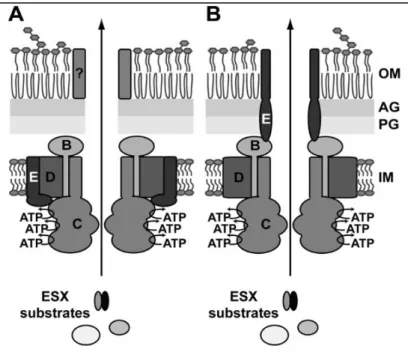 Fig. 4 – The two proposed models for the T7SS/ESS membrane channel. EccBCDE are embedded in  the  cytosolic  membrane  were  they  assemble  into  a  large  membrane  complex