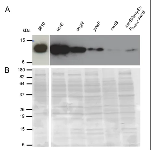 Fig.  7  –  Immunodetection  of  YukE  in  supernatant  precipitates  B.  subtilis  mutants  derived  from  ancestral  strains