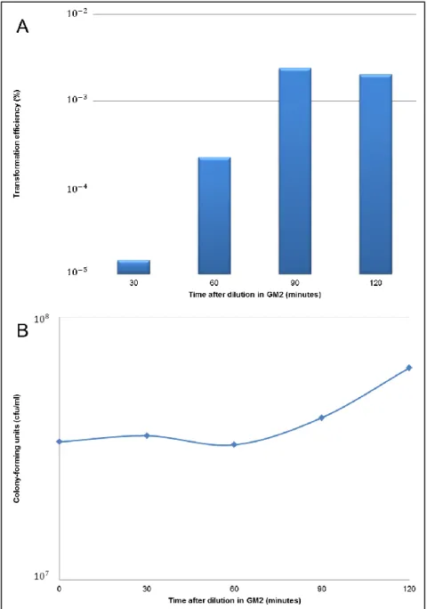 Fig. 8 – B. subtilis transformation efficiency in GM2. GM1 cultures that had been in stationary growth  phase for 90 min were 10-fold diluted in GM2 and assayed for their efficiency of transformation at different  time  points  post-dilution