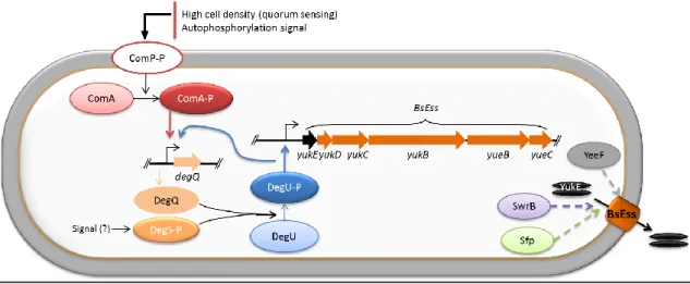 Fig. 10 – Model for activation and regulation of B. subtilis BsEss. Note that the mechanism by which  Sfp,  SwrB  and  YeeF  exert  their  positive  contribution  to  YukE  secretion  is  completely  unknown  (dashed  arrows)