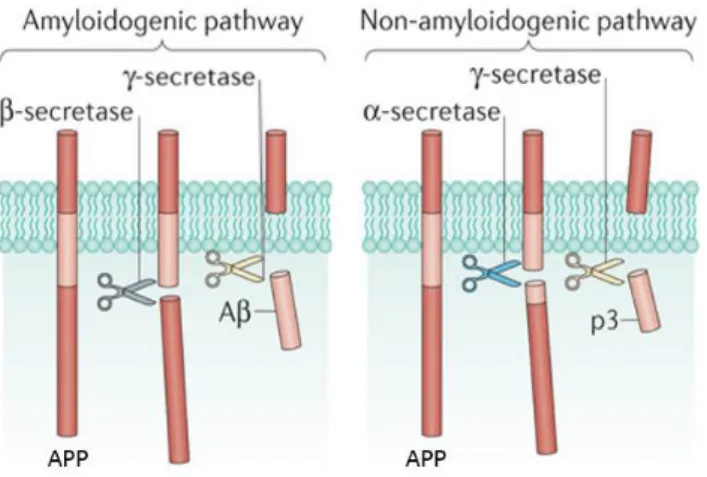 Figure 2 - Generation of Aβ through proteolytic processing of APP. Cleavage by β-secretase generates the  N-terminal and intramembranous cleavage by γ-secretase gives rise to the C-terminal of Aβ