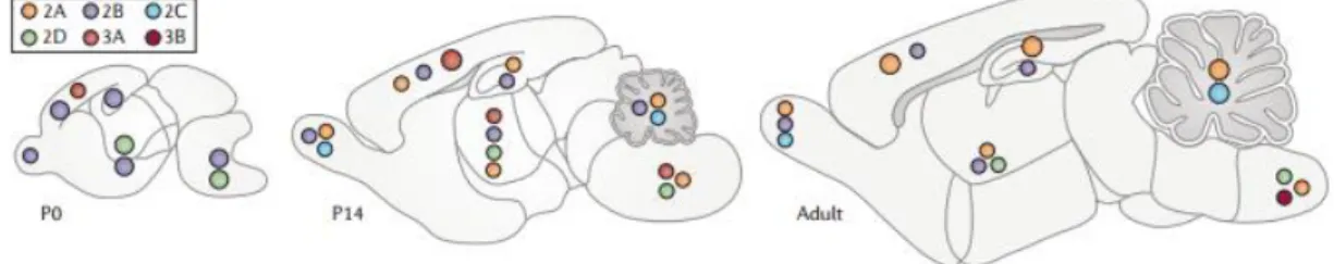 Figure 4 - Expression of NMDARs subunits in the mouse brain at postnatal day 0 (P0), which is the day of  birth, 2 weeks following birth (P14) and at the adult stage