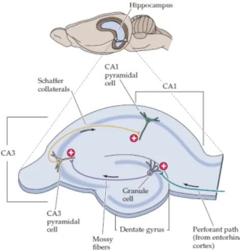 Figure  5  –  Schematic  representation  of  a  hippocampus  slice.  The  arrangement  of  neurons  allows  the  hippocampus  to  be  sectioned  in  slices,  maintaining  the  relevant  circuitry  intact