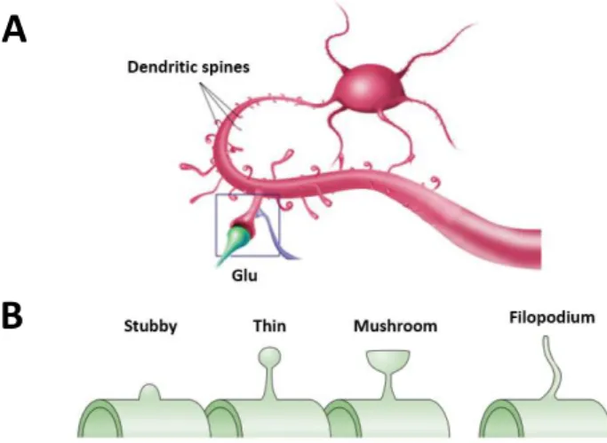 Figure  6  –  Schematic  representation  of  dendritic  spines.  (A)  Glutamatergic  synapse  occurring  through  spines of two different  neurons