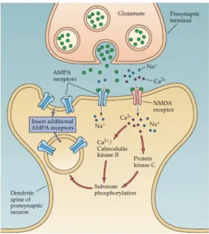 Figure  7  –  Molecular  mechanisms  underlying  LTP.  During  HFS,  glutamate  binds  to  AMPARs  and,  if  the  postsynaptic  cell  is  sufficiently  depolarized,  NMDARs  are  activated