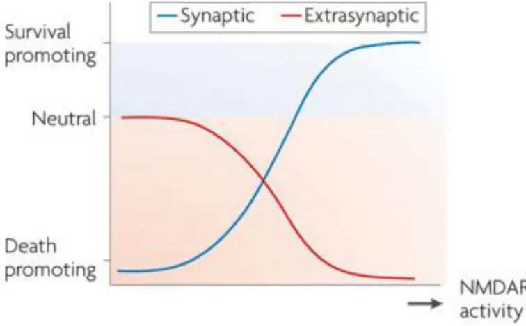 Figure  9  -  The  NMDA  paradox.  The  ascending  curve  represents  increased  neuroprotection  due  to  increased  synaptic  NMDAR  activity,  which  is  superimposed  on  a  descending  curve  that  illustrates  the  progressive  decrease  in  neuropro