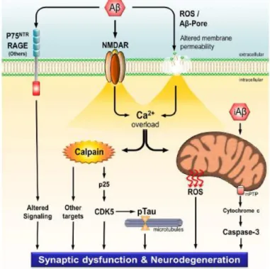 Figure 11 – Schematic representation of the mechanisms whereby Aβ leads to synaptic dysfunction and  neurodegeneration