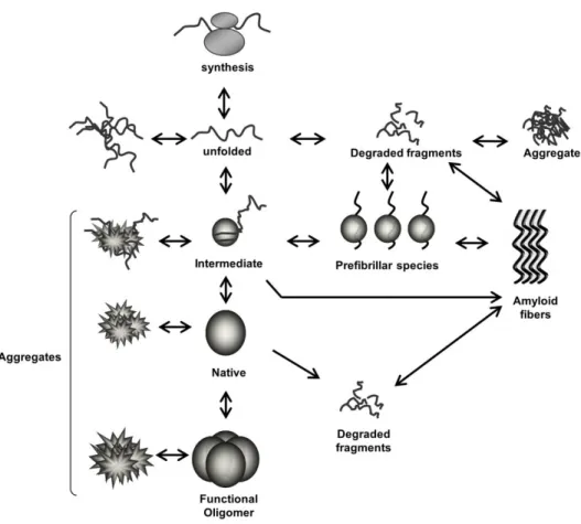 Figure 1.1. Schematic representation of protein folding/misfolding processes.  