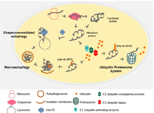 Figure 1.2. Protein quality control systems.  
