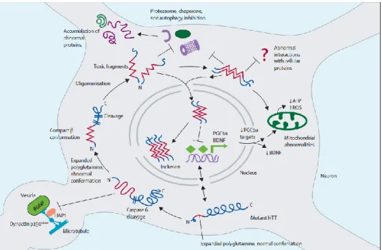 Figure 1.3. Cell autonomous mechanisms underlying HD. 