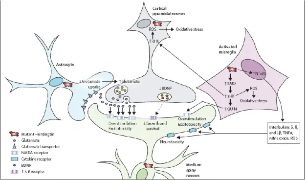 Figure 1.4. Non-cell-autonomous mechanisms underlying HD 