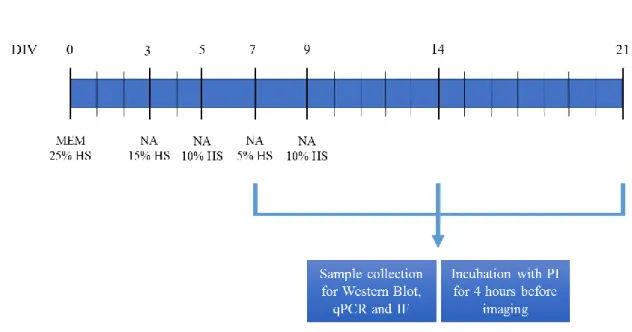 Figure 10 | Schematic representation of the OHSC maintenance. OHSCs were kept in Opti-MEM based medium with 25% 
