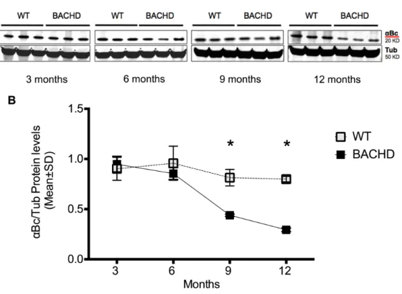 Figure 1. αB-crystallin levels decrease over time in BACHD mice. (A,B) BACHD (n=5) and WT  (n=5) littermates were sacrificed at 3, 6, 9 and 12 months of age