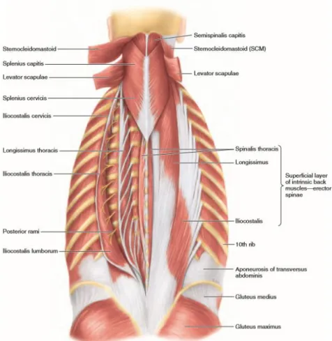Figura 7  - Músculos Intrínsecos localizados nas Costas 