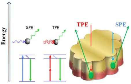 Fig.  1.4. – Schematic  representation  the  penetration  depth of Two-Photon  Excitation  (TPE)  vs